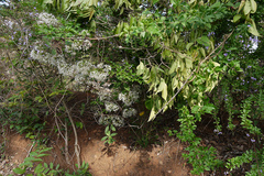 Pavetta siphonantha